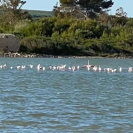 Odetta - Anfora توري كوليمينا